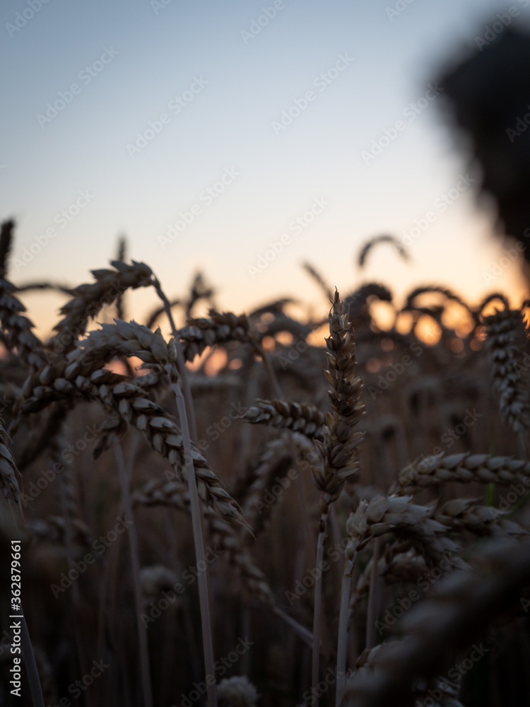 Obraz premium SUNSET FIELD