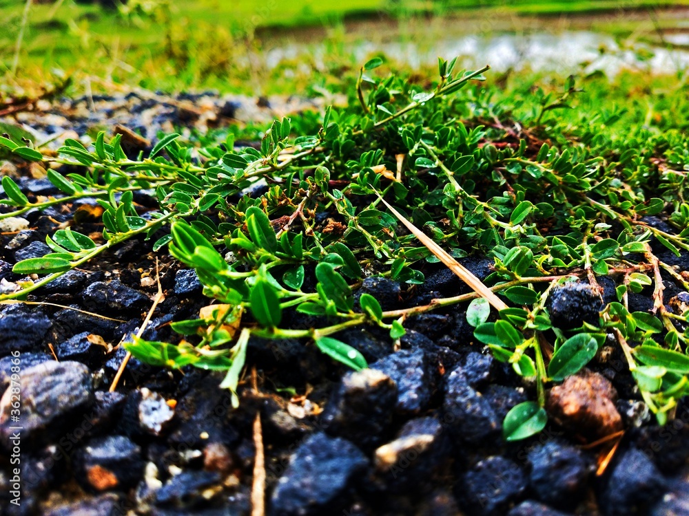 Fototapeta premium green plant in the ground