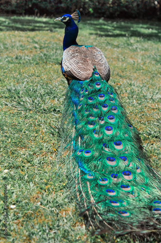 Obraz premium Blue peacock with bright colored tail in a green park