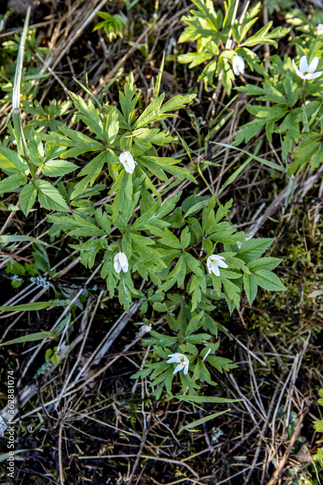 many small white wild tiny flowers in the home garden many small white wild tiny flowers in the home garden