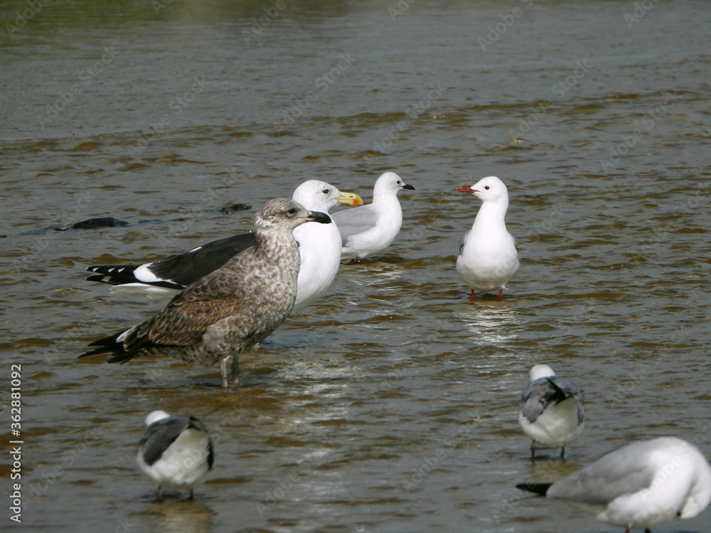 Fototapeta premium Brown-white spotted seagull