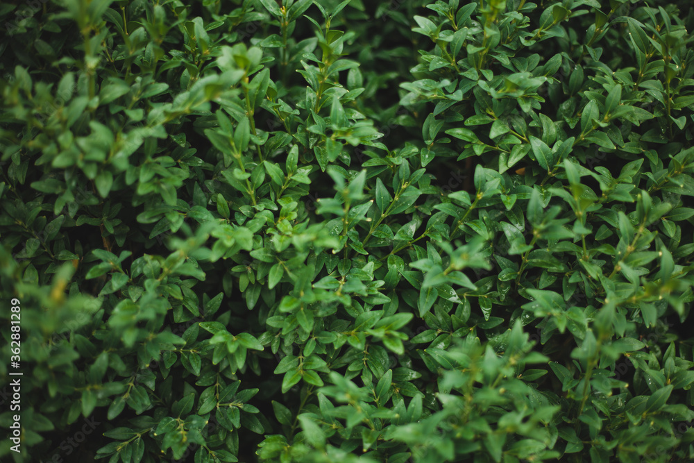 close up nature view of green leaf in garden, dark tone nature background close up nature view of green leaf in garden, dark tone nature background