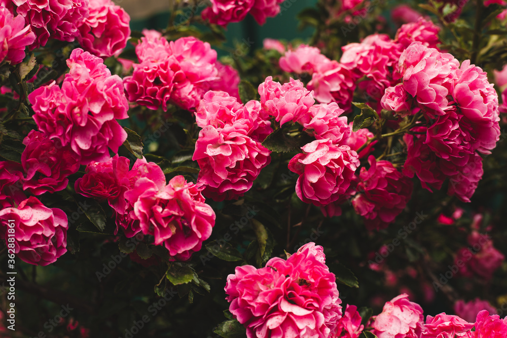 background image of roses. Fine art image of beautiful pastel roses in garden.
background image of roses. Fine art image of beautiful pastel roses in garden.