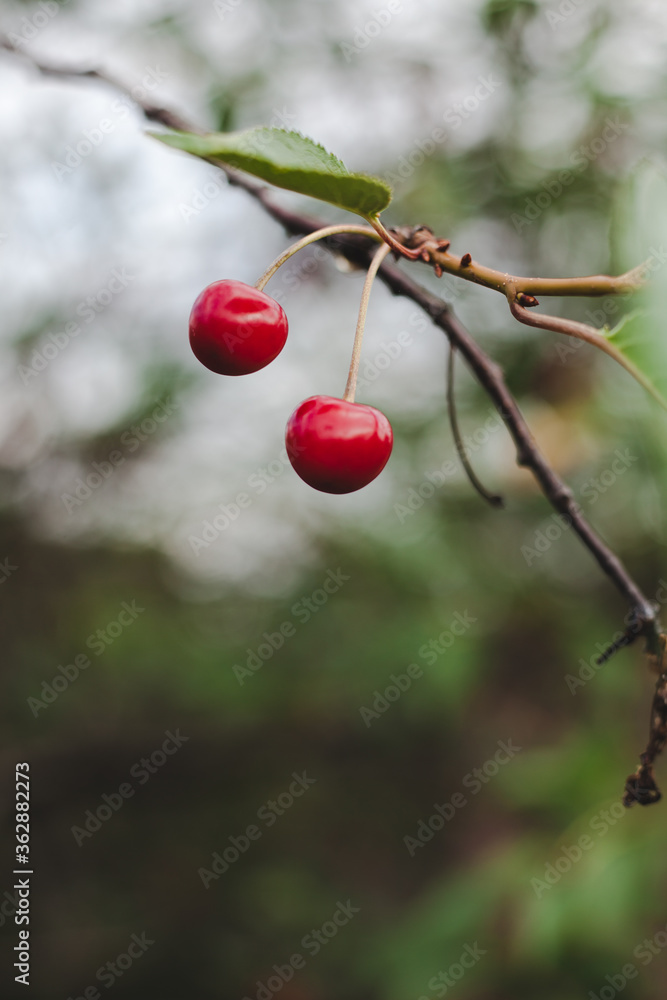 two cherries on a tree  hanging from a green tree branch.
