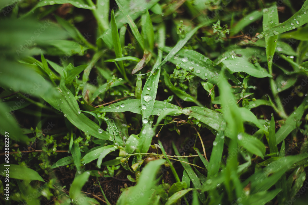 close up nature view of green leaf in garden, dark tone nature background close up nature view of green leaf in garden, dark tone nature background