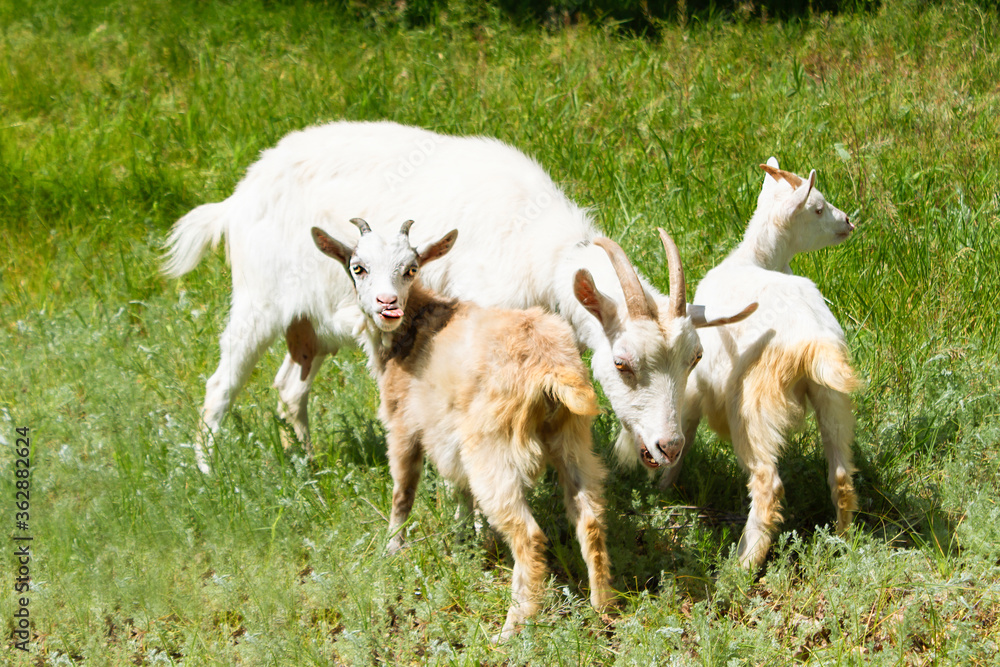 A goat with young goats graze in a clearing, nibbling the green grass