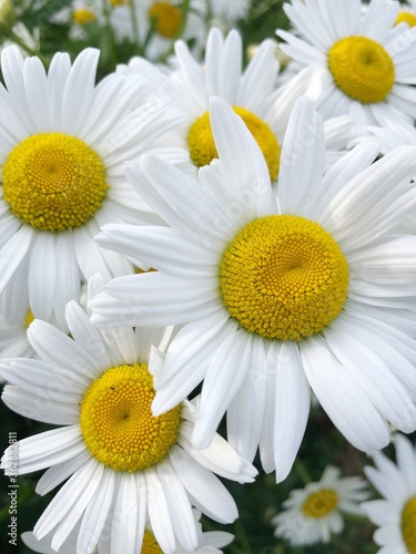 Beautiful view white daisies in the field