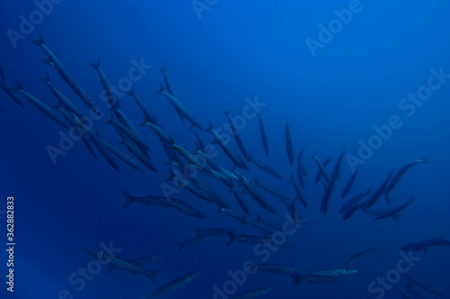 barracudas in the sea