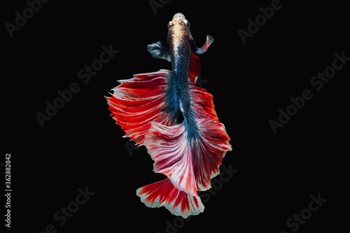 Rhythmic of Betta siamese fighting fish betta splendens (Halfmoon long tail fancy Tri color ),isolated on black background.