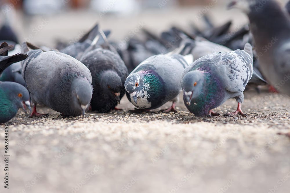 A flock of urban pigeons pecking grain on the sidewalk. A flock of urban pigeons pecking grain on the sidewalk.