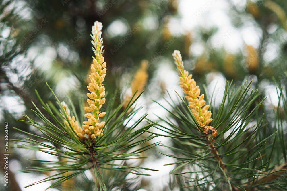 Pine tree branches with new sprouts. Detail of a pine flowering. Close-up