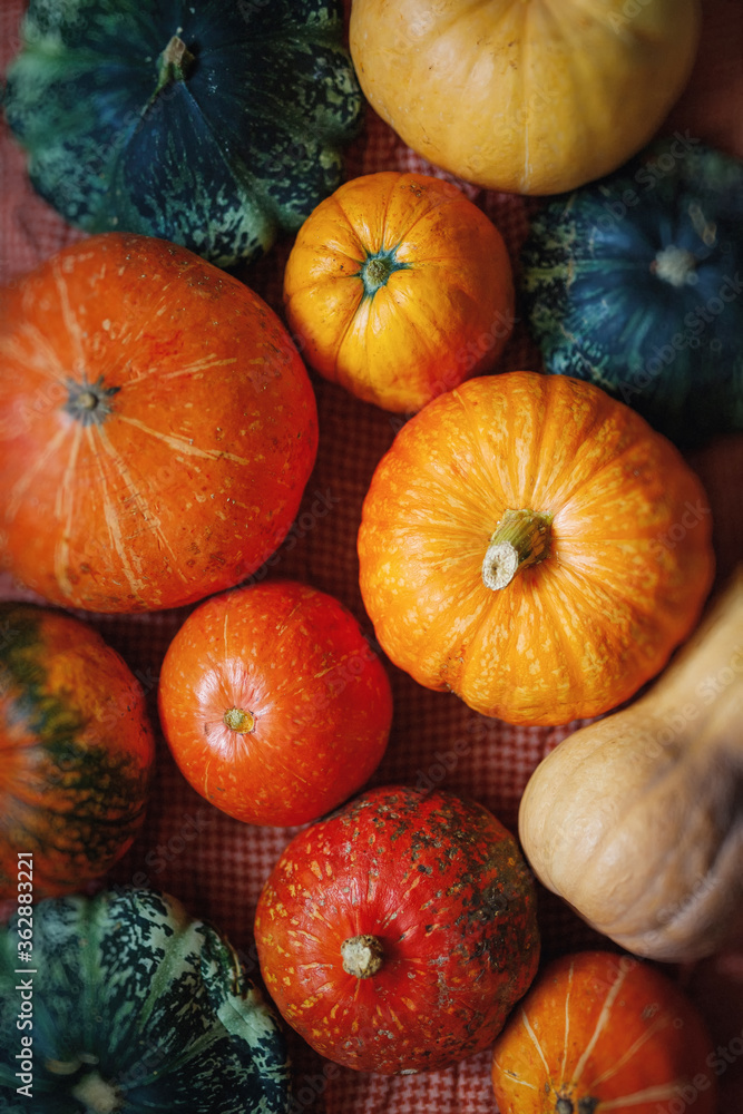 A collection of pumpkins and squash of different types and colors. Autumn harvest. Different types of pumpkins A collection of pumpkins and squash of different types and colors. Autumn harvest. Different types of pumpkins