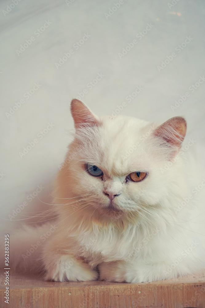 Portrait of a white fluffy cat with different eyes. Pet, Persian beautiful cat Portrait of a white fluffy cat with different eyes. Pet, Persian beautiful cat