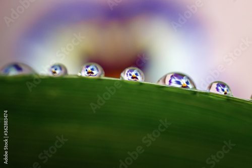 Flower mirroring in rain drops - macro Beautiful water drops reflection flower on grass