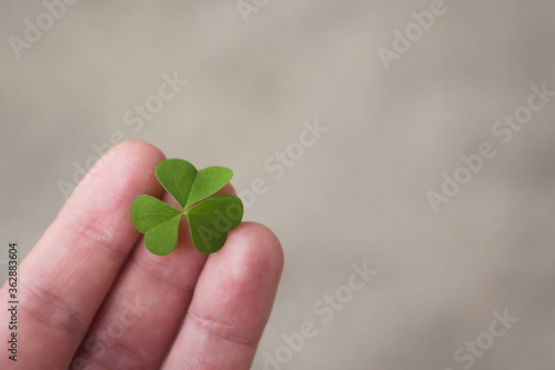 Close up hand hold clover. Copy space. Saint Patrick Day banner. Nature connection 
