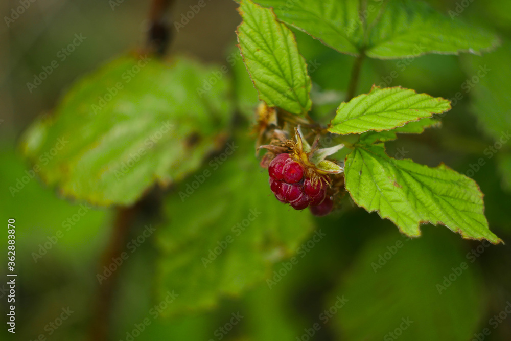 Raspberry bush close up. Berries on branch. Copy space. Summer food Raspberry bush close up. Berries on branch. Copy space. Summer food