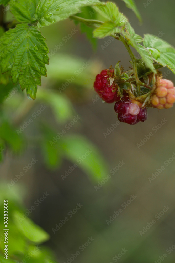 Raspberry bush close up. Berries on branch. Copy space. Summer food Raspberry bush close up. Berries on branch. Copy space. Summer food