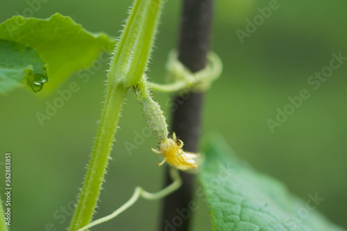 Small cucumber growing on the plant banner. Agriculture concept. Copy space
