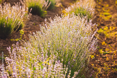The plantation where wonderful lavender is grown