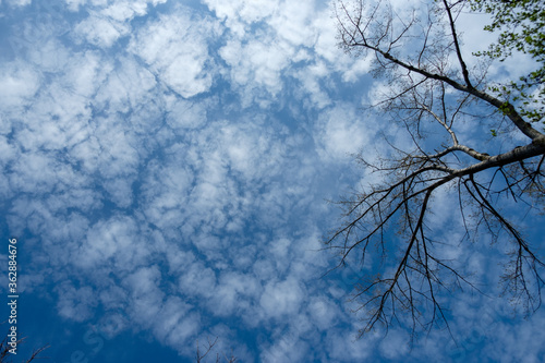 Himmel Wolken Baum