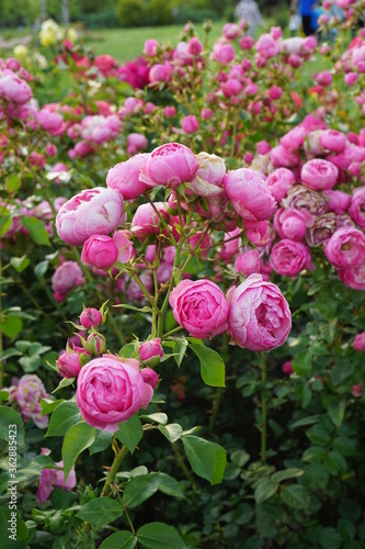 Colourful flowers at the park in Ankara.