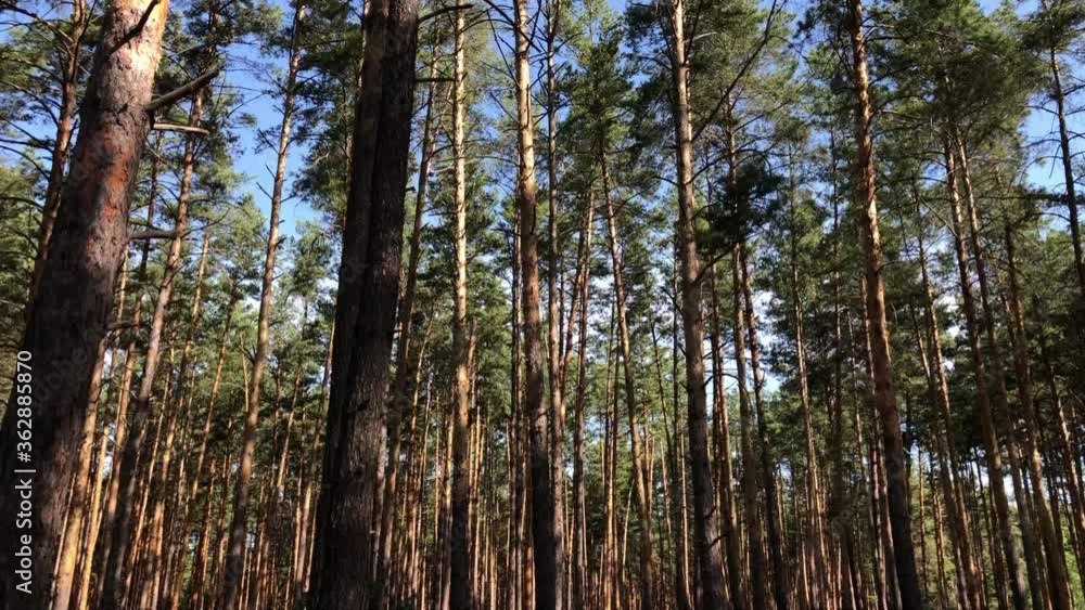 Trunks of pines. Trunks of pines.