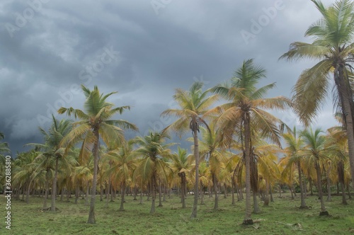 coconut palm trees © veerendra