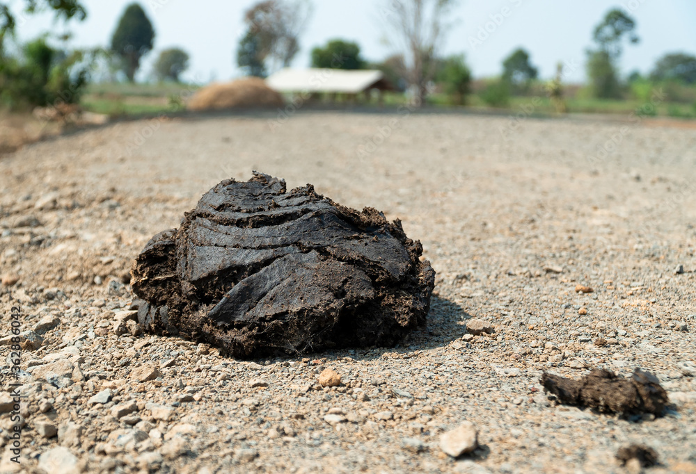 Fototapeta premium Close up view and copy space of excrement of cow on gravel road until dry on the ground.