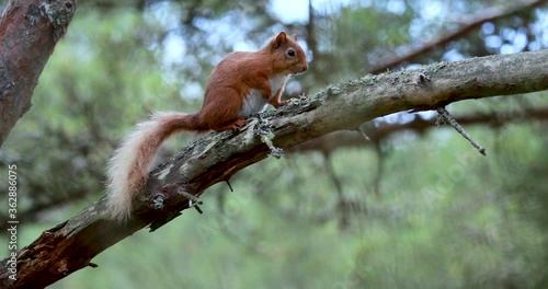 red squirrel, Sciurus vulgaris, stopped while running along pine tree branch in scotland during spring.