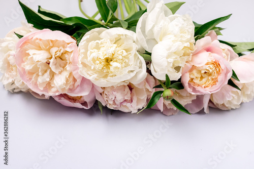 Stunning White and Pink Peonies on Blue Background Summer Flower Background Background Card for Mothers Day or Others Holidays Horizontal