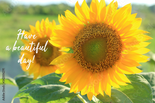 Have a beautiful day. Card and morning greeting concept with text message and closeup of sunflowers blossom  in the field.  Inspirational and motivational quote with nature flower background. photo