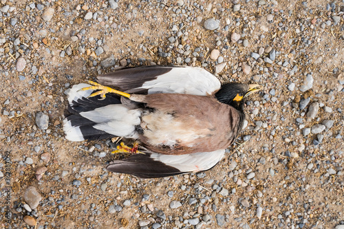 common starling. dead wild bird in the fall. corpse of a wild bird. feather texture. concrete blocks. Avian influenza. Grippus avium. Bird flu