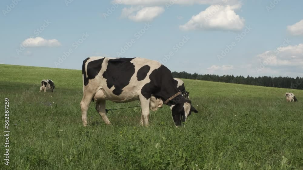 Black and white cows in a grassy field on a bright and sunny day Black and white cows in a grassy field on a bright and sunny day
