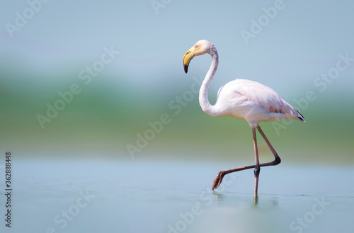Greater flamingo walking alone in lake