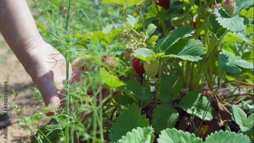 A man collects strawberries on a clear summer day A man collects strawberries on a clear summer day