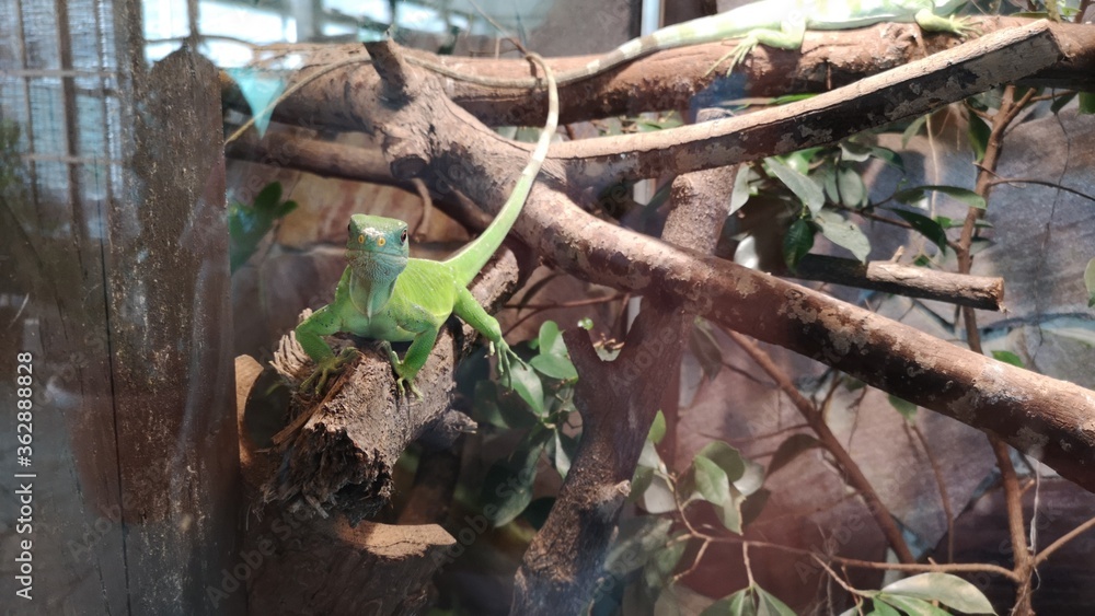 lizard on the tree lizard on the tree