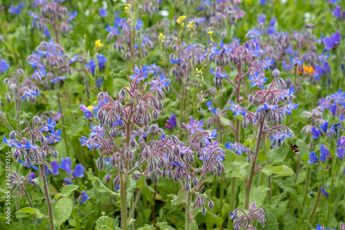 Borretsch  Borago officinalis 