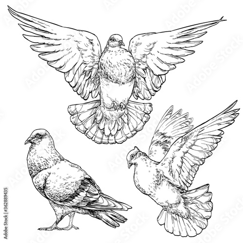 Hand drawn Dove / Pigeon set. Vector illustration isolated on white