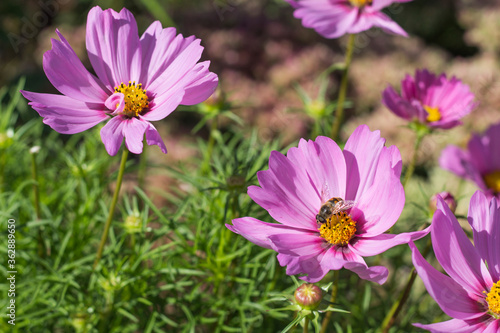 flowerbed with flowers of cosmea