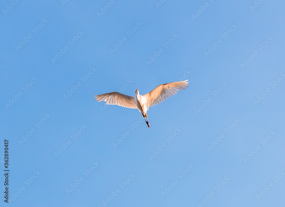Low angle view of Little Egret (Egretta garzetta) flying against the blue sky Low angle view of Little Egret (Egretta garzetta) flying against the blue sky