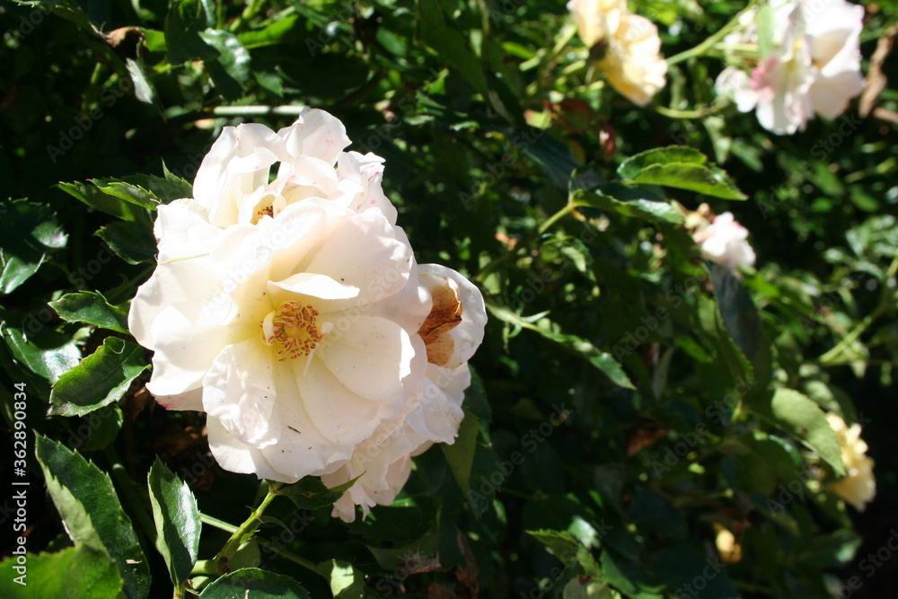 Obraz premium white roses