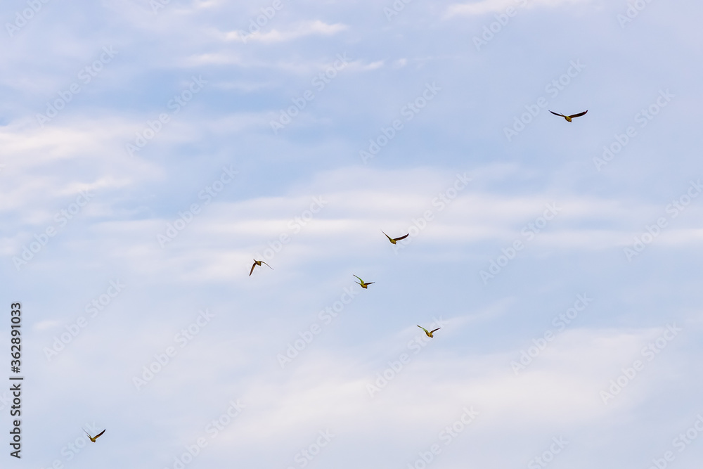 Flock of Rose-Ringed Parakeet flying against blue sky