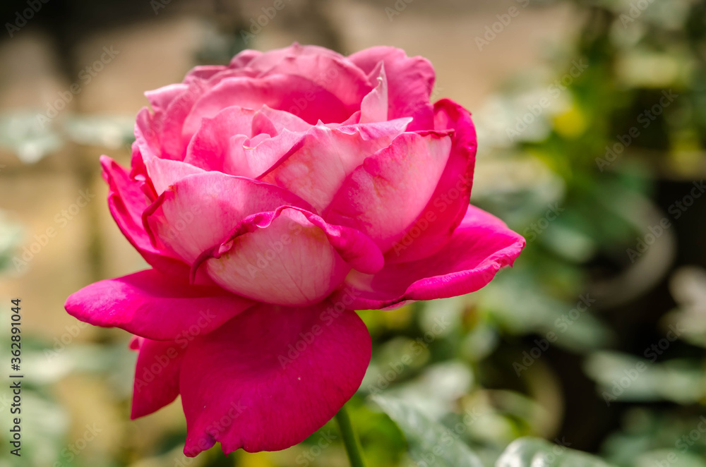 Beautiful pink rose closeup and blur background.