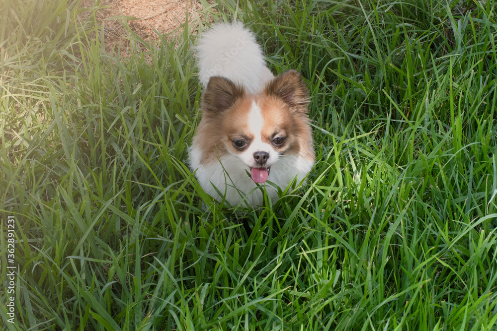 Chihuahua species that run around in the green lawn. Chihuahua species that run around in the green lawn.