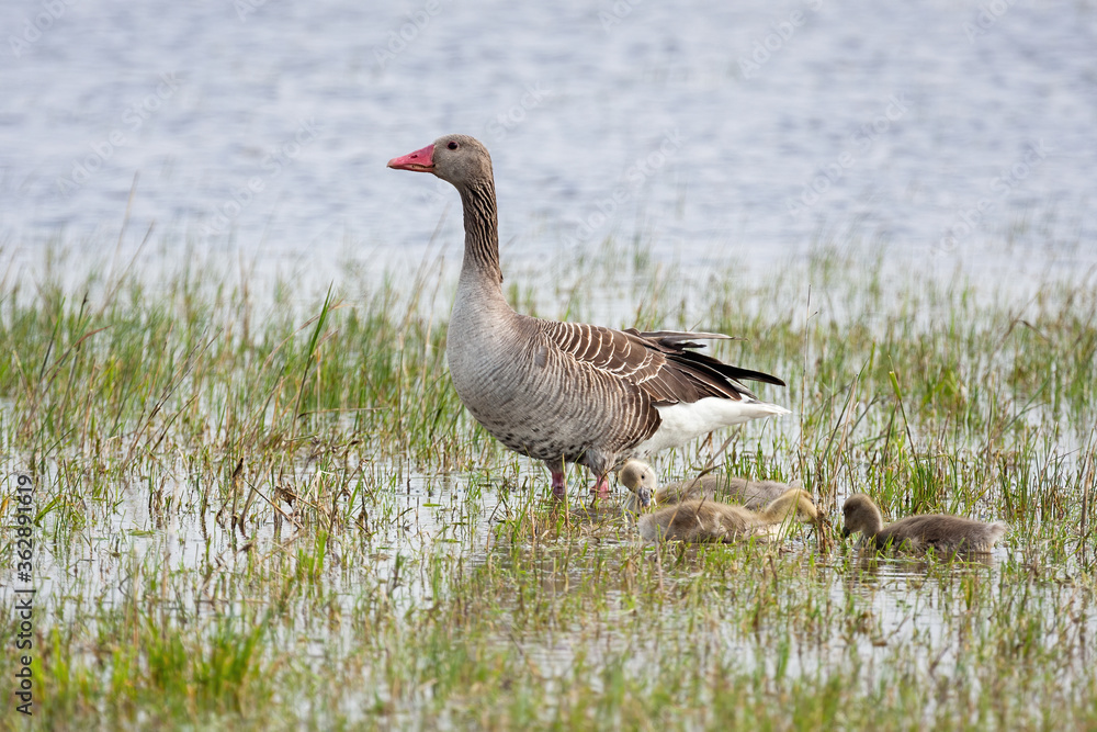Greylag goose, anser anser, mother with juvenile goslings standing on water. Little birds drinking from lake in summertime. Wild gray animal bathing in summer. Greylag goose, anser anser, mother with juvenile goslings standing on water. Little birds drinking from lake in summertime. Wild gray animal bathing in summer.