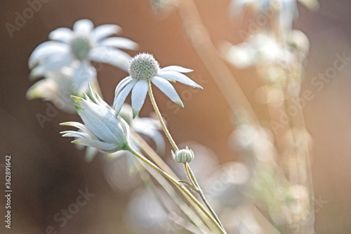 white flannel flower - Actinotus helianthi - Australian native