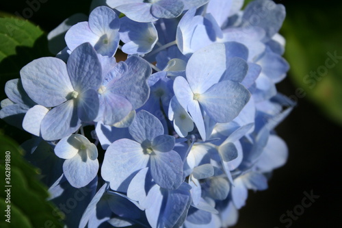 close up of a blue hydrangea © Moanna