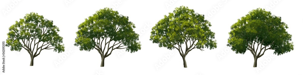 Set of tree side view for landscape and architecture elements
