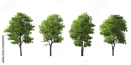 Set of tree side view for landscape and architecture elements 