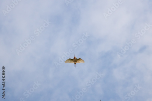 Low angle view of Little Egret (Egretta garzetta) flying against the blue sky